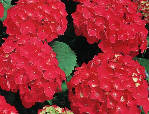 Hydrangea care and how to change their colour.