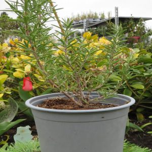 Rosemary Aromatic Shrub 1ltr Pot