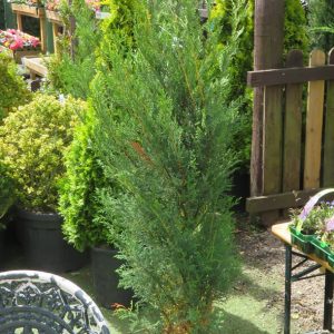 Cupressus Blue Jeans From Gardens R Us.