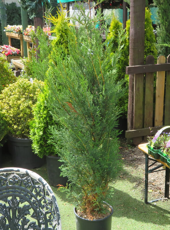 Cupressus Blue Jeans From Gardens R Us.