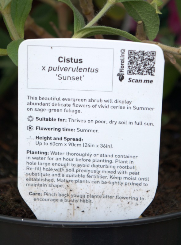 Cistus Pulverulentus Sunset shrubs from Gardens r Us. Planting and care label.