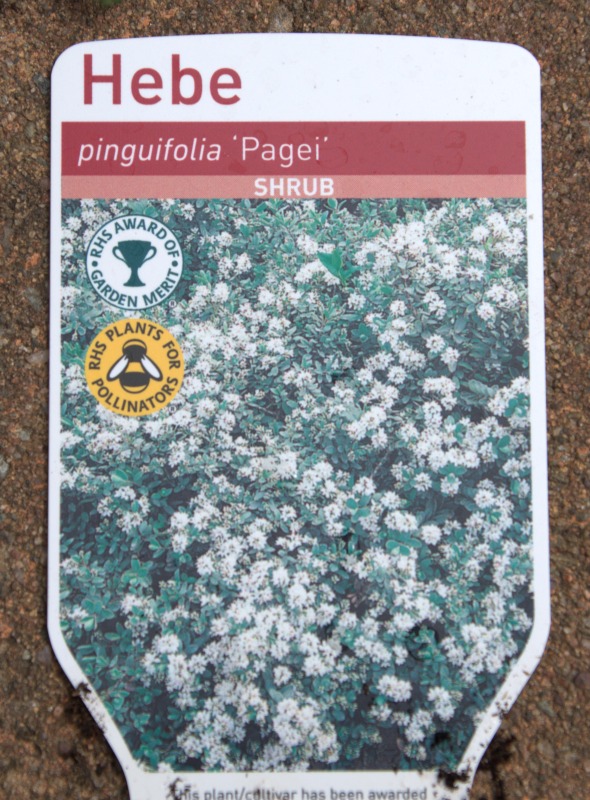 Hebe Pinguifolia Pagei Shrub from Gardens r Us. Display Label.